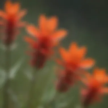 A close-up of a blooming Indian paintbrush displaying its vivid red and orange hues