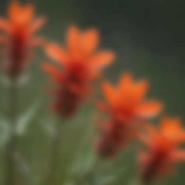 A close-up of a blooming Indian paintbrush displaying its vivid red and orange hues