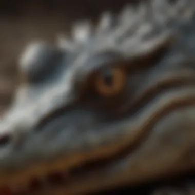 Close-up of a Newborn Crocodile Close-up of a newborn crocodile showcasing its unique features