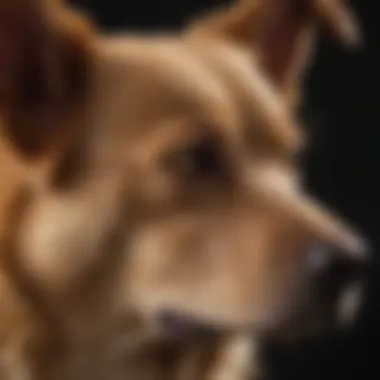 Distinctive Features of North Carolina Breeds A close-up of the unique physical traits of a rare North Carolina breed.