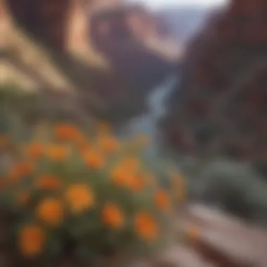 Vibrant wildflowers in Grand Canyon National Park