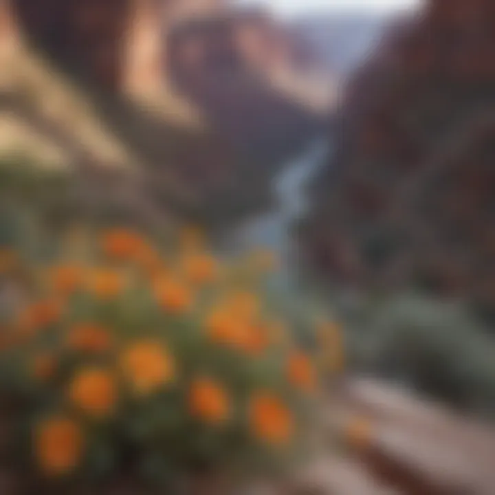 Vibrant wildflowers in Grand Canyon National Park