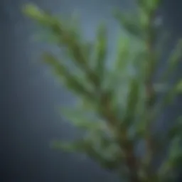 Close-up view of fresh rosemary sprigs with droplets of water highlighting their vibrant color.