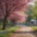 Colorful blooms of ornamental trees during spring
