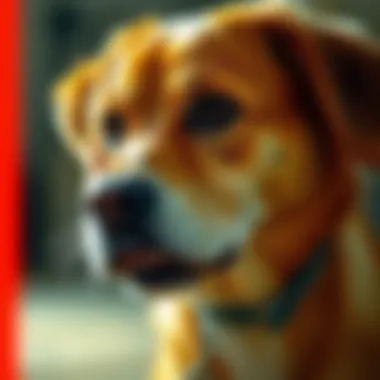 Notable Exploring Over-the-Counter Medications for Dogs