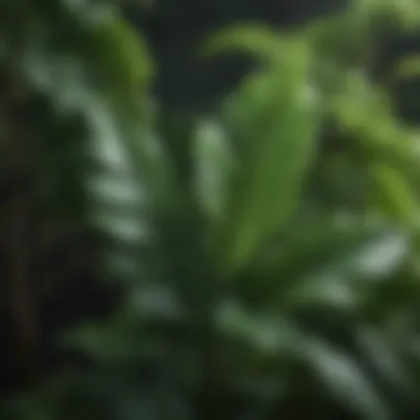 A plant with leaves shaped like bird wings, set against a lush green background.
