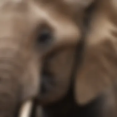 Close-Up of African Elephant's Features A close-up of an African elephant's textured skin and large ear