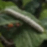 A close-up view of silkworms on a mulberry leaf, showcasing their natural habitat and feeding behavior.