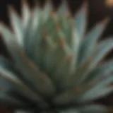 A close-up view of a vibrant agave plant with sharp spines