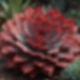 Close-up view of succulent with vibrant red under leaves showcasing its unique color contrast.