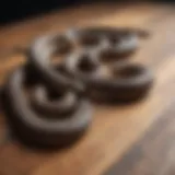 A pair of snake guards displayed on a wooden surface