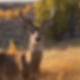 A majestic mule deer standing in a vibrant South Dakota landscape.