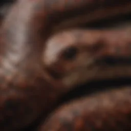 A close-up of the earth snake's scales showcasing its unique texture