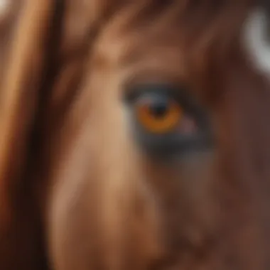 The Soulful Gaze of the Equine A close-up photograph revealing the detailed features of a horse's eye, symbolizing connection.