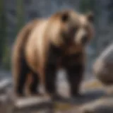 A majestic grizzly bear standing on a rocky terrain