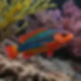 A vibrant wrasse fish displaying its unique colors and patterns in a coral reef habitat.