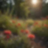 A vibrant display of native wildflowers at the University of Alabama.