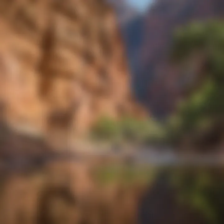Conservation efforts in action to protect the Grand Canyon's environment
