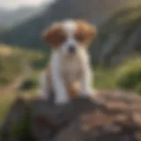 A curious puppy exploring a lush hilltop