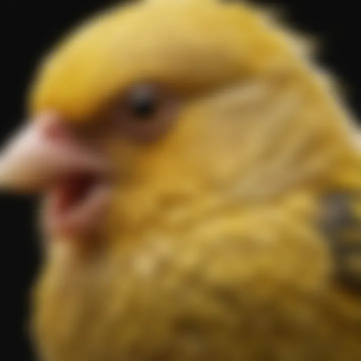 Close-up of the yellow bird finch's unique anatomical features, highlighting its beak and feather patterns.