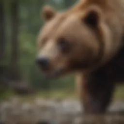 Majestic brown bear in natural habitat