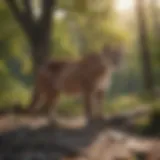 A serene landscape depicting the habitat of cougars in Ohio, showcasing the natural beauty of the region.