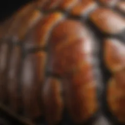 A close-up of a turtle's textured shell showcasing its unique patterns