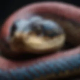 A vibrant collection of various snake species showcasing their unique patterns and colors.