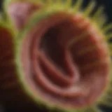 Close-up view of a Venus Flytrap's lobes