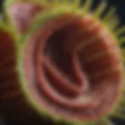 Close-up view of a Venus Flytrap's lobes