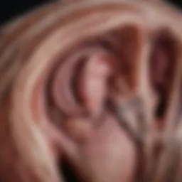 A stunning ultrasound image of a dog's abdomen showcasing internal organs with clarity.