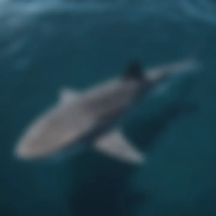 A stunning aerial view of a popular whale shark observation site