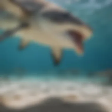 Conservation Challenges Facing Hammerhead Sharks A visual representation of the conservation status of hammerhead sharks, highlighting the threats they face in today's changing environment.
