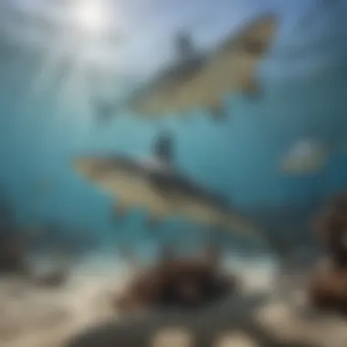 Social Structures of Hammerhead Sharks An illustration showing the social structure of hammerhead sharks, depicting their group dynamics and interactions.