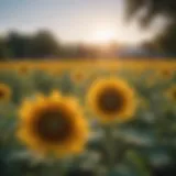 Vibrant sunflowers blooming in an Oklahoma garden under clear blue skies