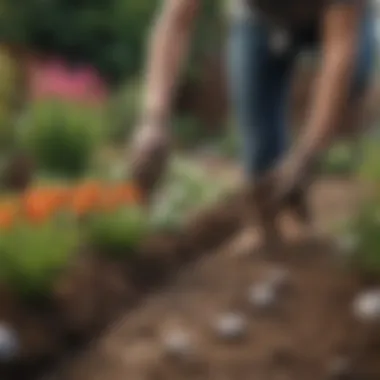 Planting Summer Bulbs for a Flourishing Garden A gardener planting summer bulbs in a sunny garden bed