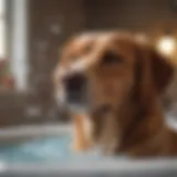 A calm dog enjoying a gentle bath with soothing bubbles.