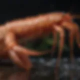 Giant shrimp showcasing their impressive size and unique features in a marine environment.