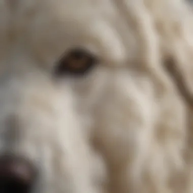 Fascinating Texture of Great Pyrenees Fur Close-up of Great Pyrenees fur