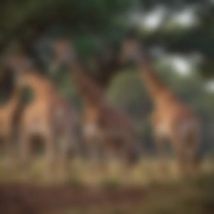 Group of Masai giraffes grazing peacefully