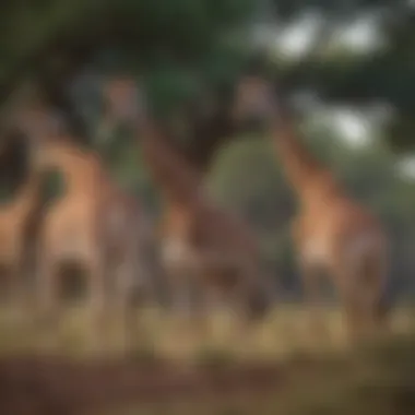 A Peaceful Gathering of Masai Giraffes Group of Masai giraffes grazing peacefully
