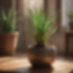 Healthy Aloe Vera plant thriving in a well-lit indoor environment