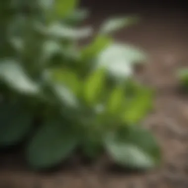 Close-up of catnip leaves showcasing their texture