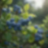 Vibrant blueberry bush with ripe fruit