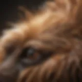 Close-up of a dog's fur showing mite infestation