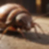 Understanding roach behavior and biology