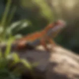 Diverse garden lizard species basking in sunlight