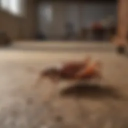 Effective cockroach traps set in a residential setting