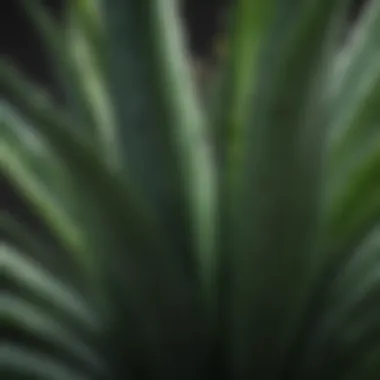 Close-up of Aloe Vera leaves showcasing their texture