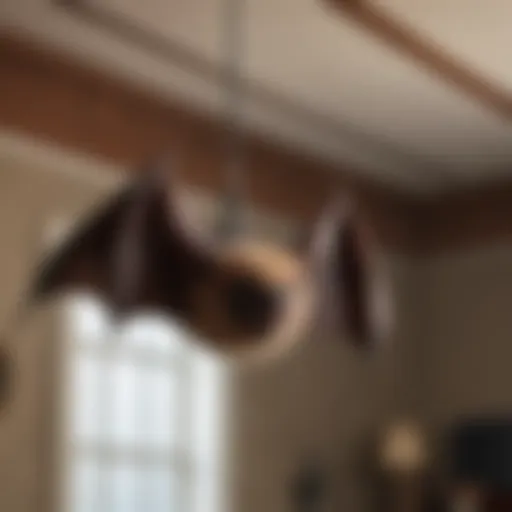Close-up of a bat hanging upside down in a house